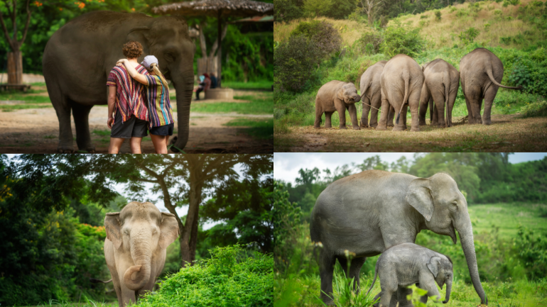 Elephant Jungle Sanctuary ปางช้างที่เป็นมากกว่าสถานที่ท่องเที่ยว ตอกย้ำคุณภาพด้วยรางวัลชนะเลิศด้านการจัดการปางช้างระดับโลก!
