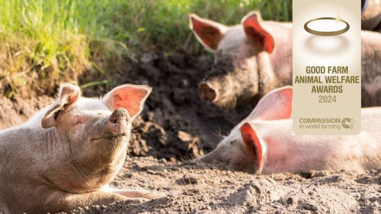 กำหนดส่งผลงานเข้าร่วมรางวัล Good Farm Animal Welfare Awards 2024 ขององค์กร Compassion in World Farming (CIWF) ขยายเวลาจนถึง 12 กรกฎาคม