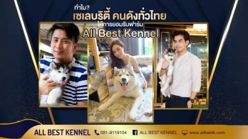 เจาะลึกเส้นทางความสำเร็จของ AllBest Kennel ฟาร์มไซบีเรียนระดับ High-End ที่ใหญ่ที่สุดในประเทศไทย