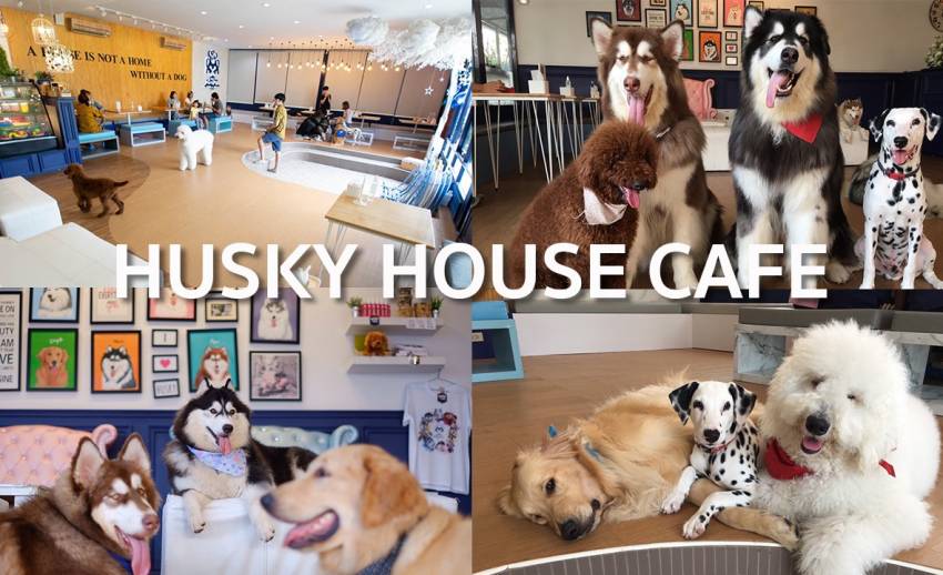 HUSKY HOUSE CAFE : คาเฟ่สุดชิคแห่งเดียวย่านบางแสนที่จะพาฟินไปกับน้องหมา ...