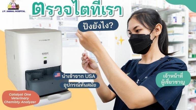 โรงพยาบาลสัตว์จตุรวิทย์ สุขุมวิท 26 โปรแกรมตรวจไต 8 รายการที่ทราบผลทันที เพื่อสุขภาพที่ดีสำหรับน้องตัวโปรดของคุณ
