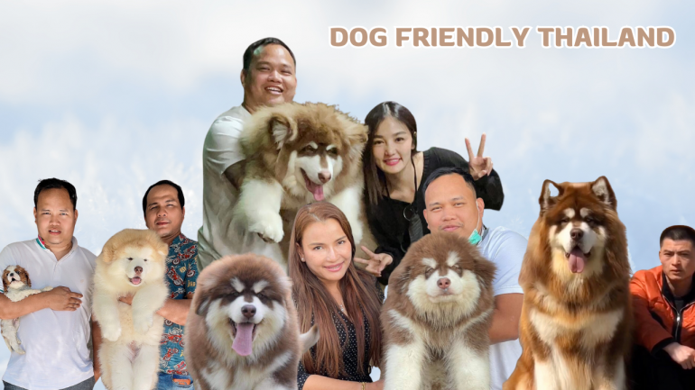 "Dog Friendly" พร้อมให้บริการนำเข้าและจำหน่ายสุนัขสายพันธุ์ "ไจแอนท์ อลาสกัน มาลามิวท์" การันตีพันธ์ุแท้ 100% นำเข้าจากต่างประเทศ ที่เหล่าดาราไว้ใจ